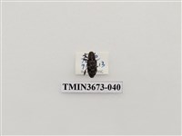 藏品(象鼻蟲(1))的圖片